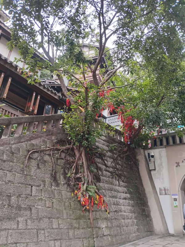 Tree in Chongqing